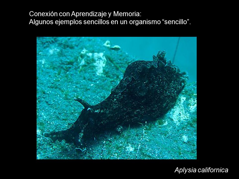 Conexión con Aprendizaje y Memoria: Algunos ejemplos sencillos en un organismo sencillo .