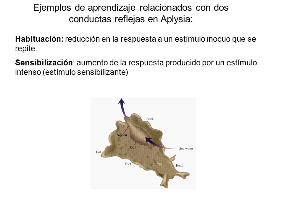 Ejemplos de aprendizaje relacionados con dos conductas reflejas en Aplysia: