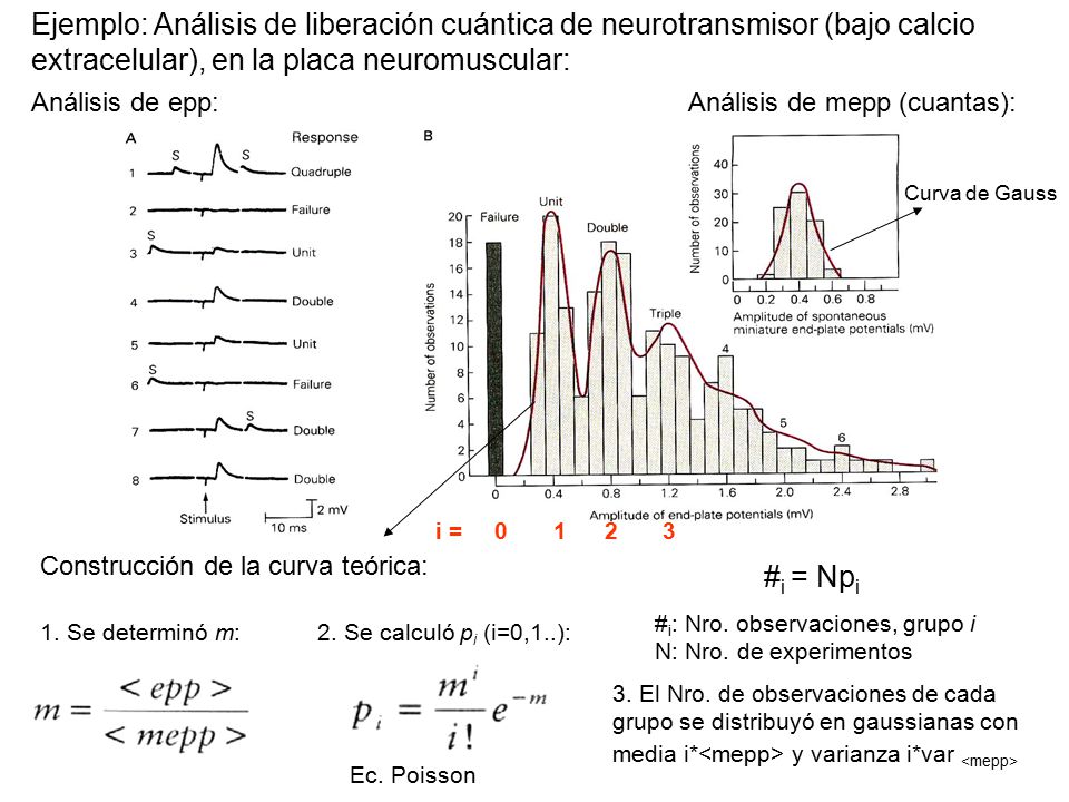 Ejemplo: Análisis de liberación cuántica de neurotransmisor (bajo calcio extracelular), en la placa neuromuscular: