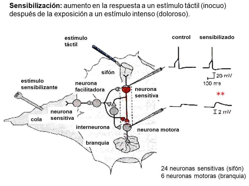 Sensibilización: aumento en la respuesta a un estímulo táctil (inocuo) después de la exposición a un estímulo intenso (doloroso).