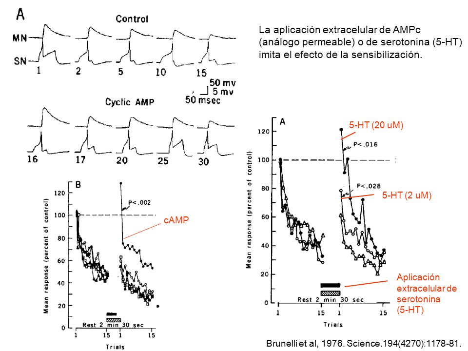 La aplicación extracelular de AMPc (análogo permeable) o de serotonina (5-HT) imita el efecto de la sensibilización.