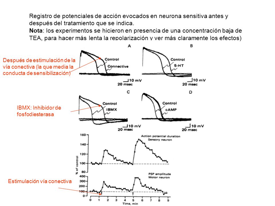Registro de potenciales de acción evocados en neurona sensitiva antes y después del tratamiento que se indica.