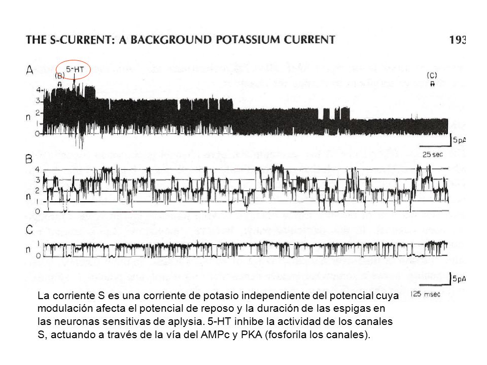 La corriente S es una corriente de potasio independiente del potencial cuya modulación afecta el potencial de reposo y la duración de las espigas en las neuronas sensitivas de aplysia.