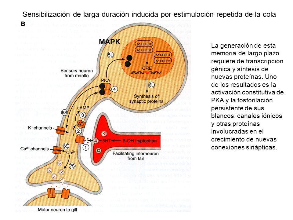 Sensibilización de larga duración inducida por estimulación repetida de la cola
