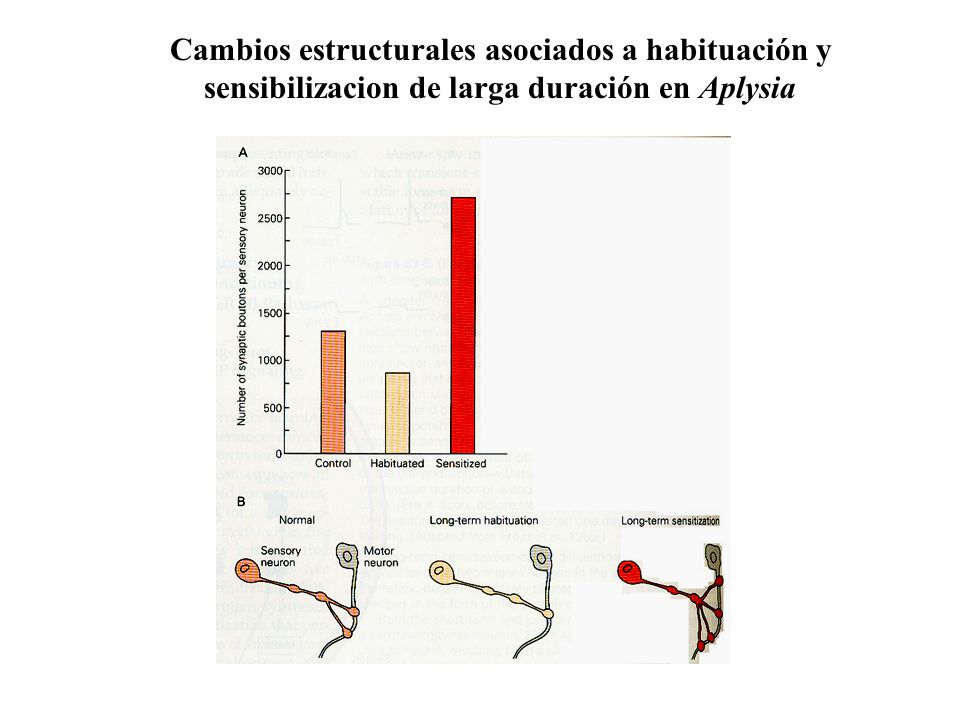 Cambios estructurales asociados a habituación y sensibilizacion de larga duración en Aplysia