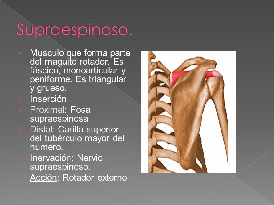 Supraespinoso. Musculo que forma parte del maguito rotador. Es fáscico, monoarticular y peniforme. Es triangular y grueso.