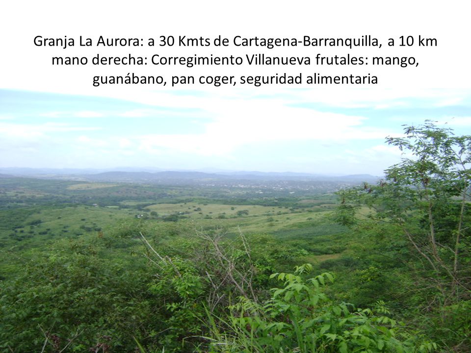 Granja La Aurora: a 30 Kmts de Cartagena-Barranquilla, a 10 km mano derecha: Corregimiento Villanueva frutales: mango, guanábano, pan coger, seguridad alimentaria