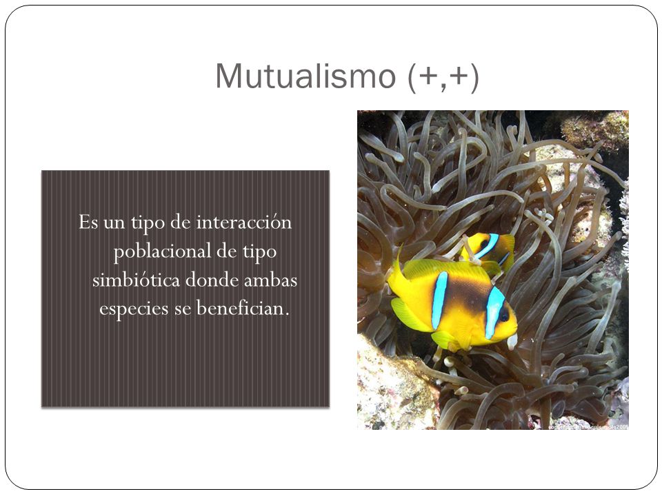 Mutualismo (+,+) Es un tipo de interacción poblacional de tipo simbiótica donde ambas especies se benefician.