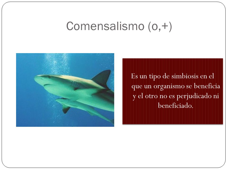 Comensalismo (o,+) Es un tipo de simbiosis en el que un organismo se beneficia y el otro no es perjudicado ni beneficiado.