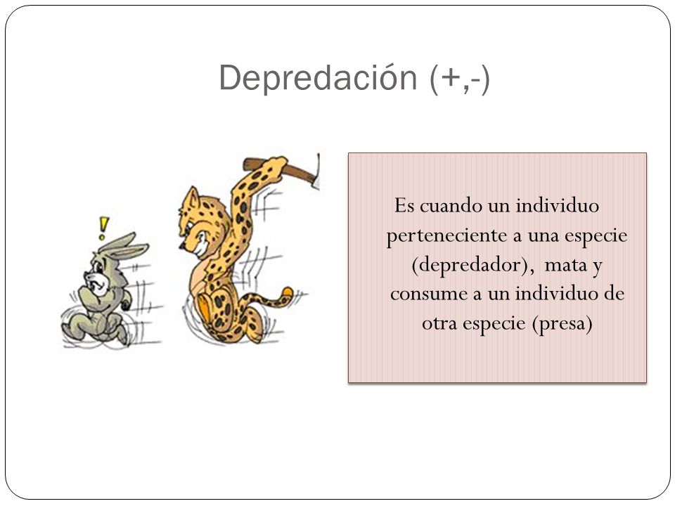 Depredación (+,-) Es cuando un individuo perteneciente a una especie (depredador), mata y consume a un individuo de otra especie (presa)