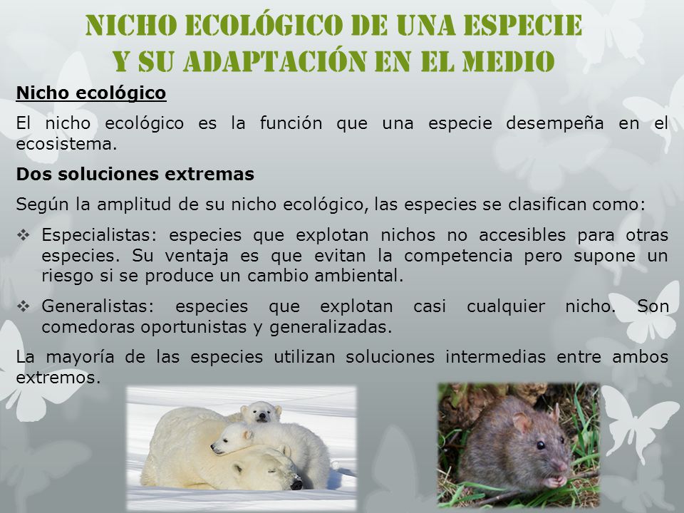NICHO ECOLÓGICO DE UNA ESPECIE Y SU ADAPTACIÓN EN EL MEDIO