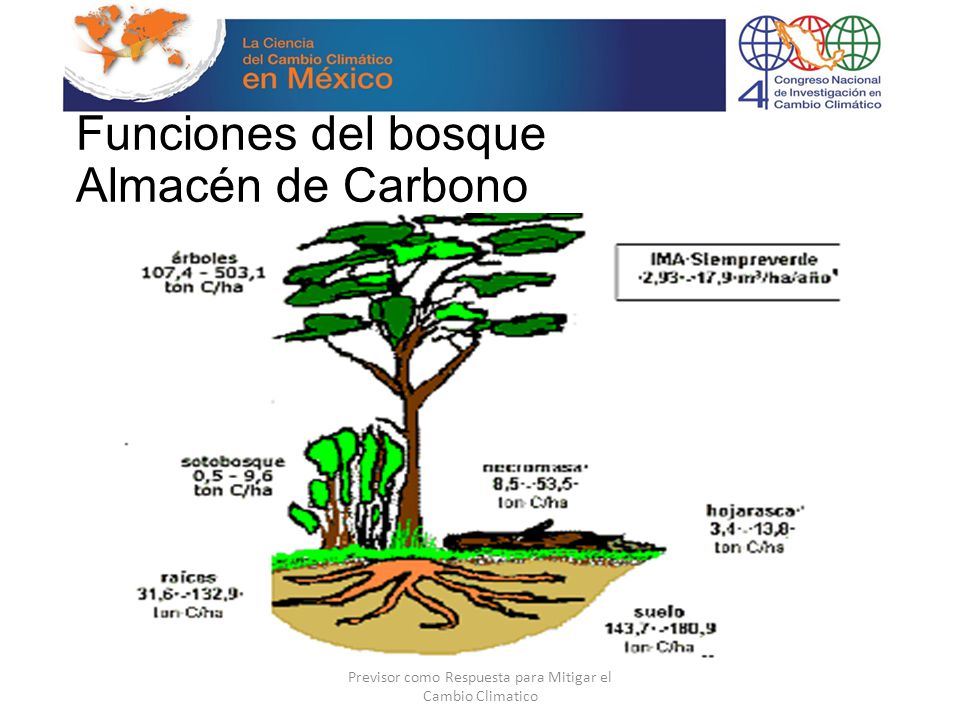 Funciones del bosque Almacén de Carbono