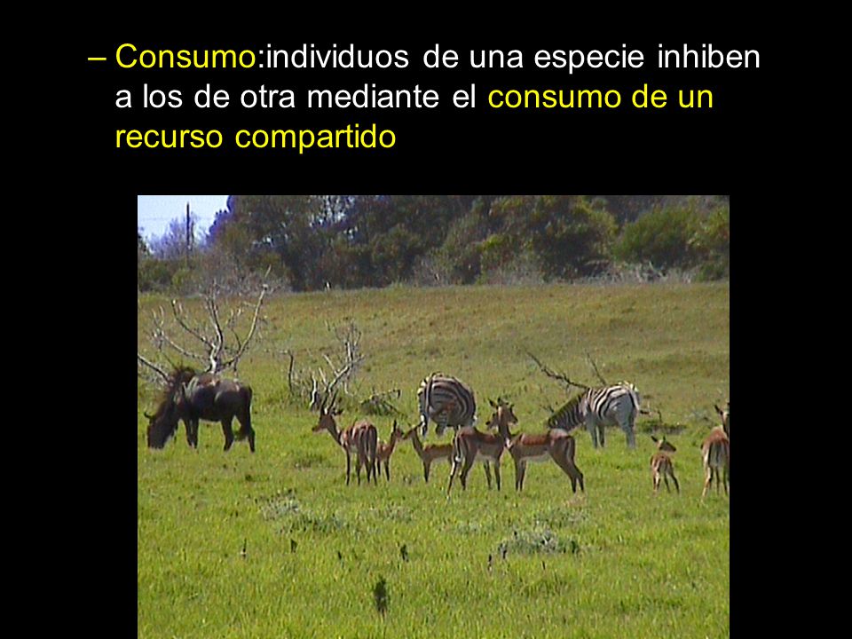 Consumo:individuos de una especie inhiben a los de otra mediante el consumo de un recurso compartido
