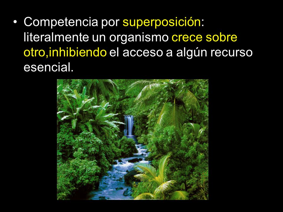 Competencia por superposición: literalmente un organismo crece sobre otro,inhibiendo el acceso a algún recurso esencial.