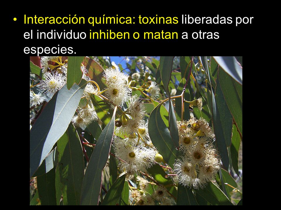 Interacción química: toxinas liberadas por el individuo inhiben o matan a otras especies.