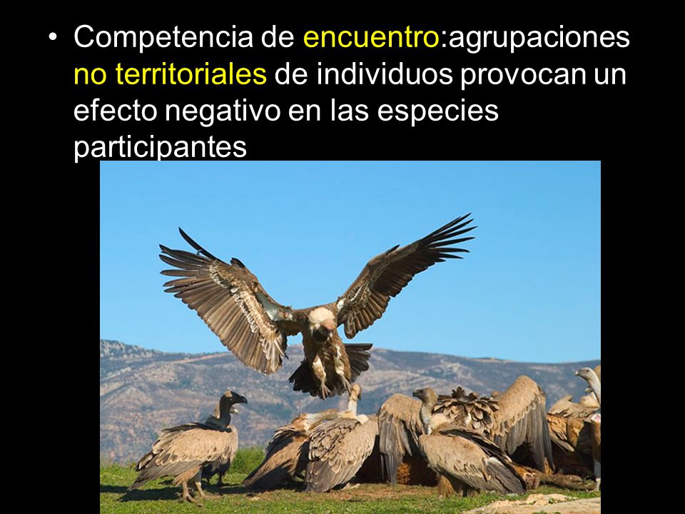 Competencia de encuentro:agrupaciones no territoriales de individuos provocan un efecto negativo en las especies participantes