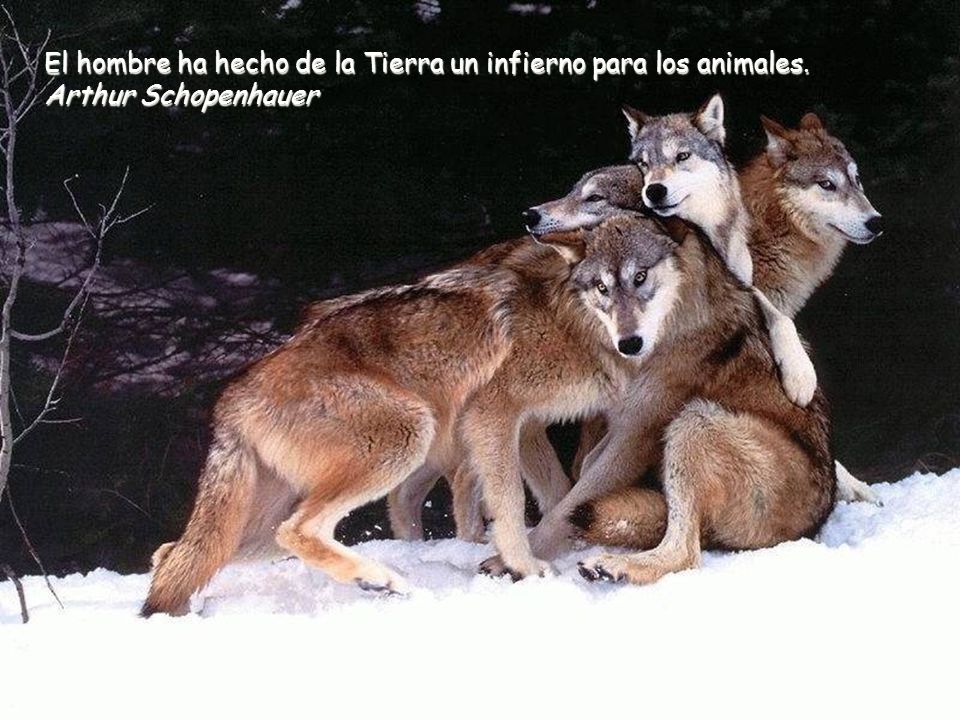 El hombre ha hecho de la Tierra un infierno para los animales.