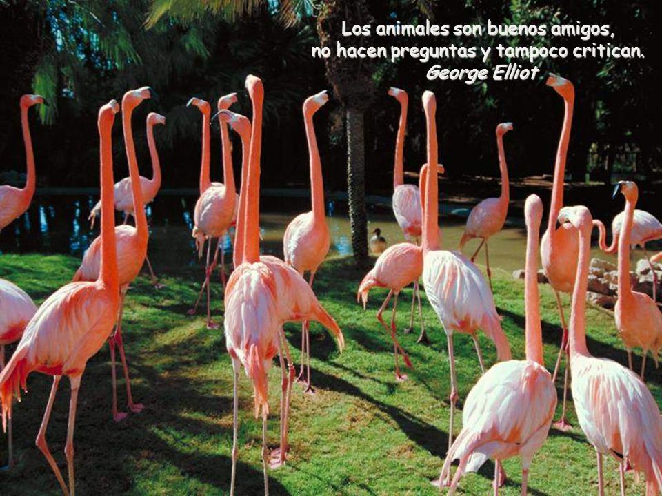 Los animales son buenos amigos, no hacen preguntas y tampoco critican.