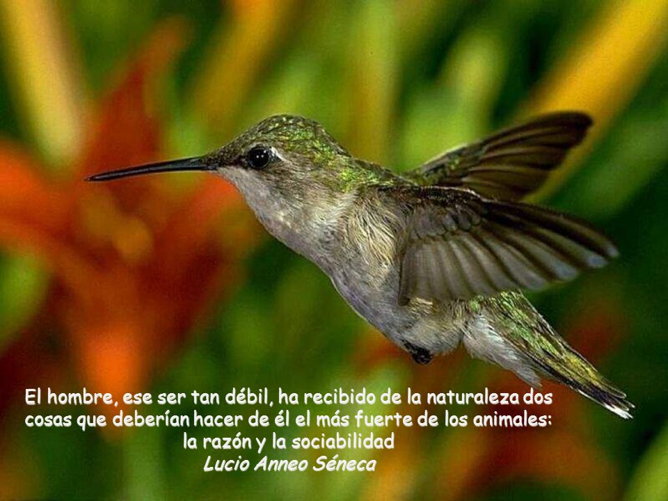 El hombre, ese ser tan débil, ha recibido de la naturaleza dos cosas que deberían hacer de él el más fuerte de los animales: la razón y la sociabilidad