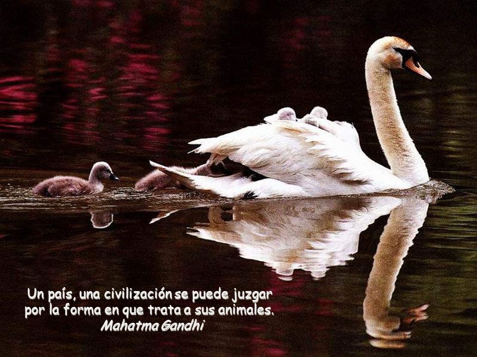 Un país, una civilización se puede juzgar por la forma en que trata a sus animales.