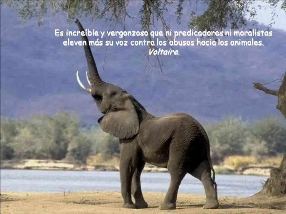Es increíble y vergonzoso que ni predicadores ni moralistas eleven más su voz contra los abusos hacia los animales.