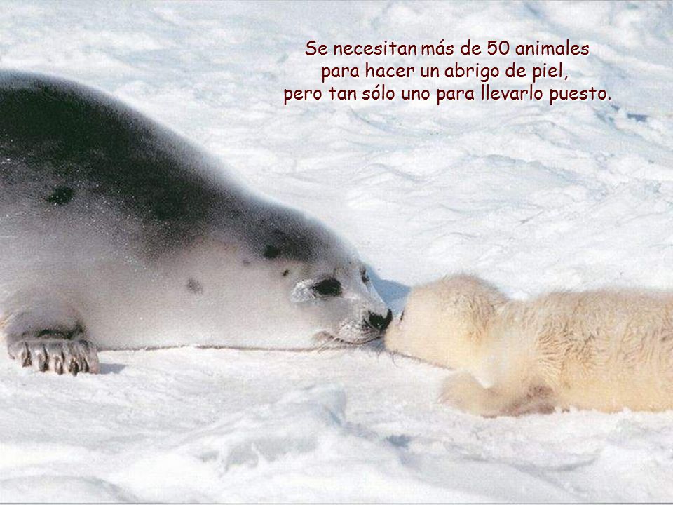 Se necesitan más de 50 animales para hacer un abrigo de piel, pero tan sólo uno para llevarlo puesto.