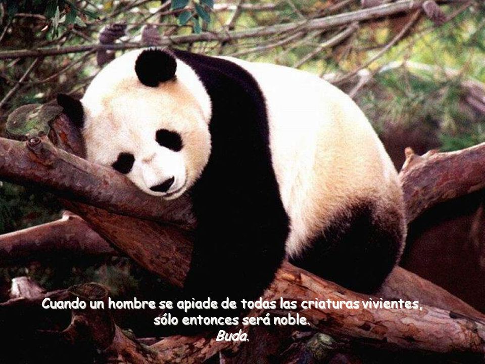 Cuando un hombre se apiade de todas las criaturas vivientes, sólo entonces será noble.