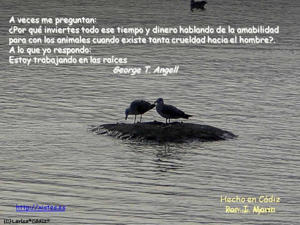 A veces me preguntan: ¿Por qué inviertes todo ese tiempo y dinero hablando de la amabilidad para con los animales cuando existe tanta crueldad hacia el hombre . A lo que yo respondo: Estoy trabajando en las raíces