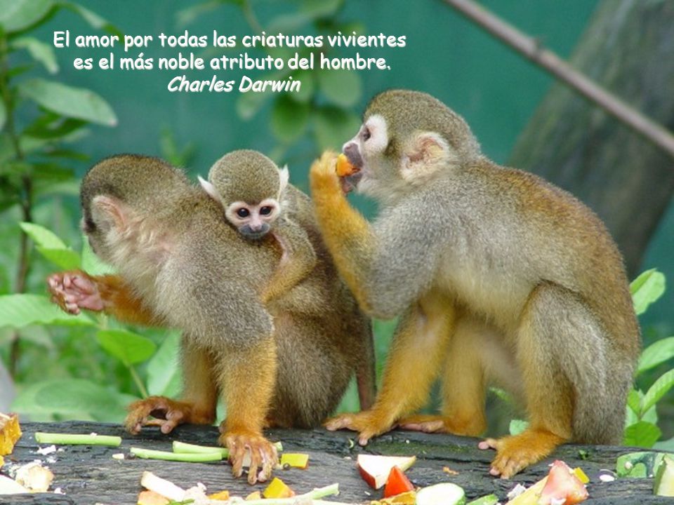 El amor por todas las criaturas vivientes es el más noble atributo del hombre.