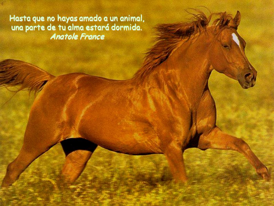 Hasta que no hayas amado a un animal, una parte de tu alma estará dormida.