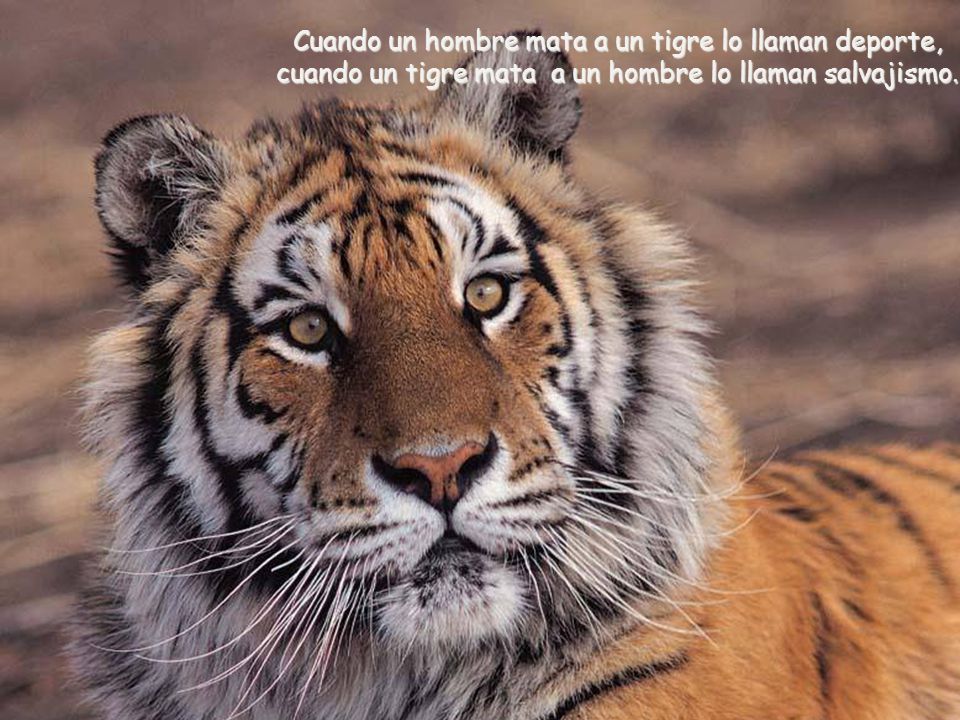 Cuando un hombre mata a un tigre lo llaman deporte, cuando un tigre mata a un hombre lo llaman salvajismo.