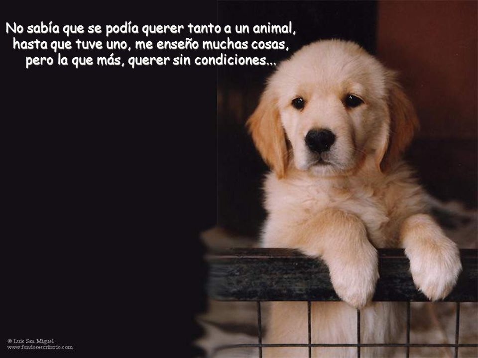 No sabía que se podía querer tanto a un animal, hasta que tuve uno, me enseño muchas cosas, pero la que más, querer sin condiciones...