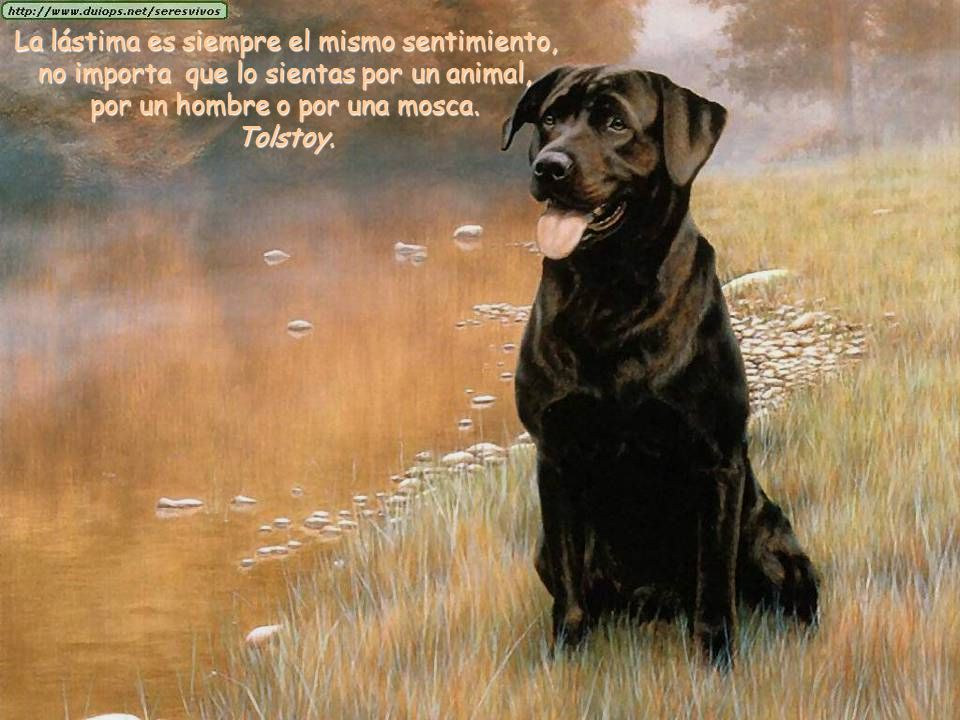 La lástima es siempre el mismo sentimiento, no importa que lo sientas por un animal, por un hombre o por una mosca.