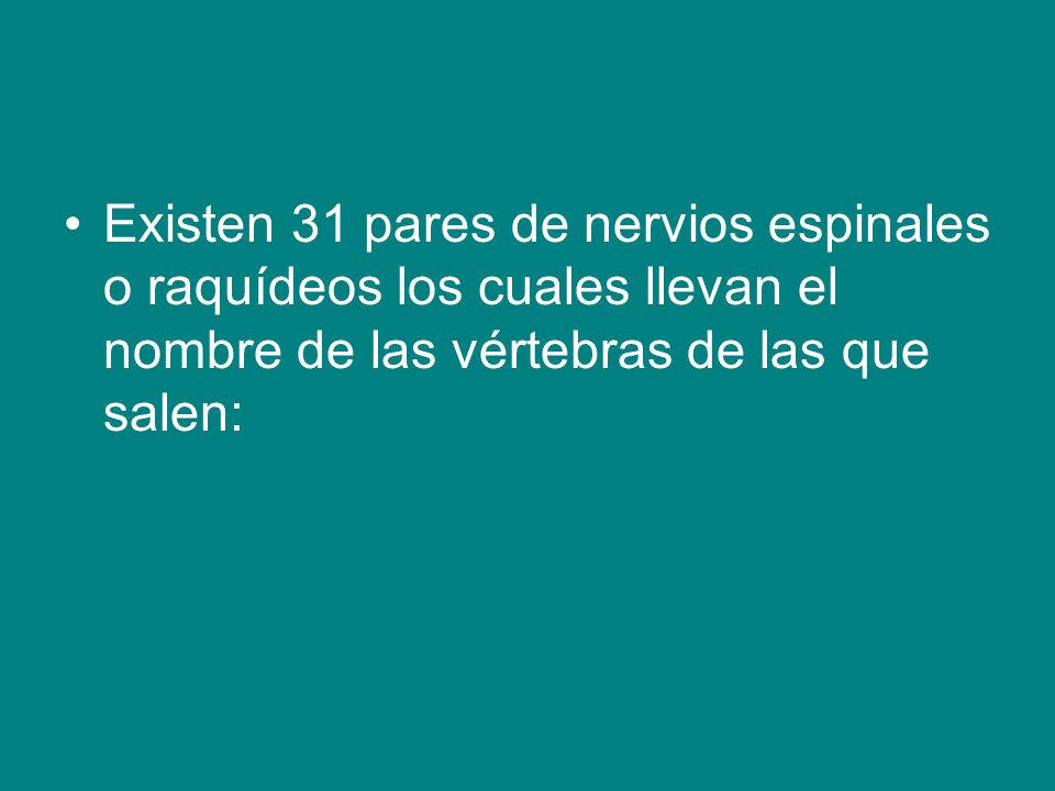 Existen 31 pares de nervios espinales o raquídeos los cuales llevan el nombre de las vértebras de las que salen: