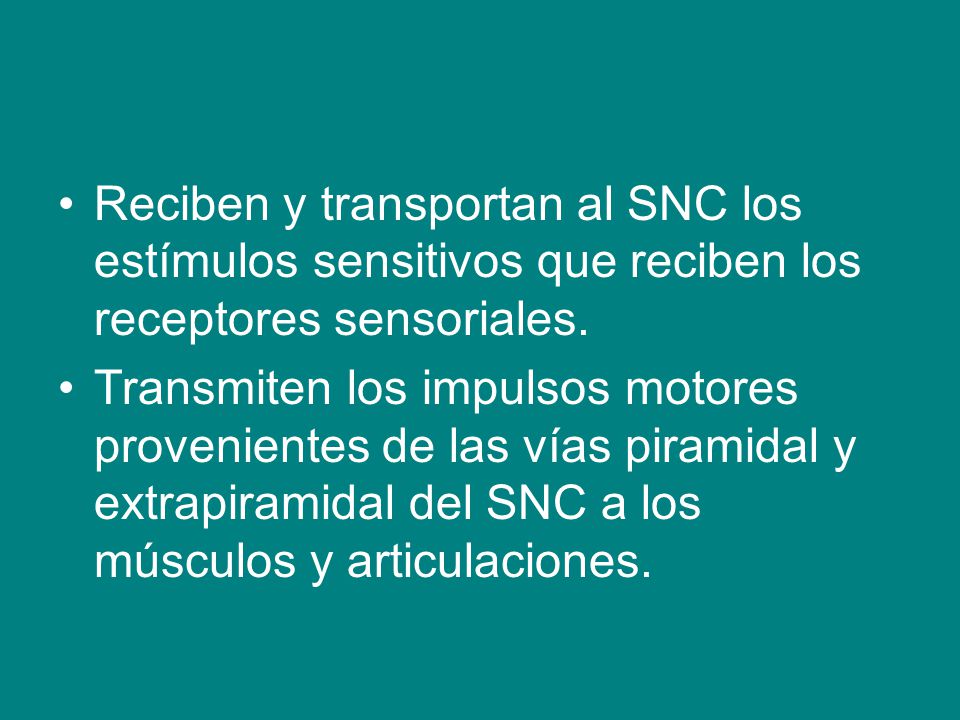 Reciben y transportan al SNC los estímulos sensitivos que reciben los receptores sensoriales.
