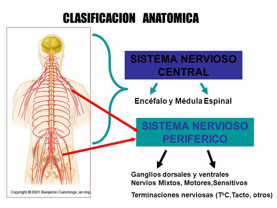 Resultado de imagen de clasificacion anatomica del sistema nervioso central