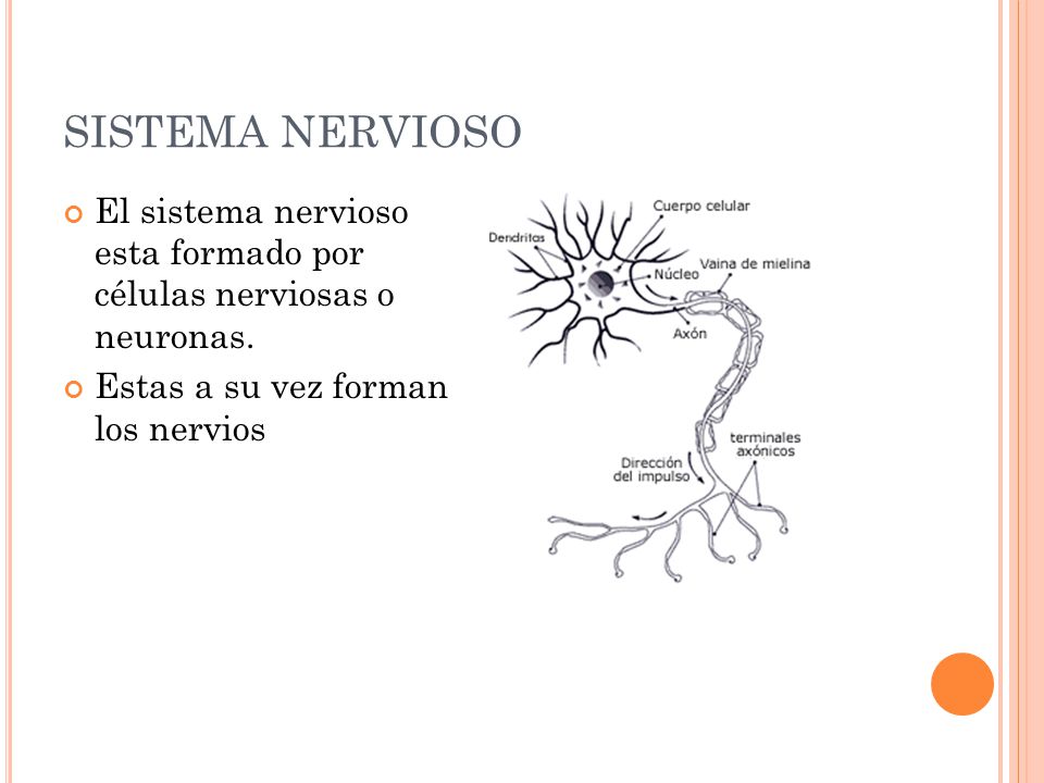 SISTEMA NERVIOSO El sistema nervioso esta formado por células nerviosas o neuronas.