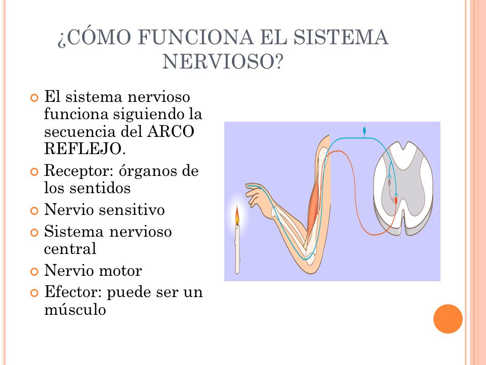 ¿CÓMO FUNCIONA EL SISTEMA NERVIOSO