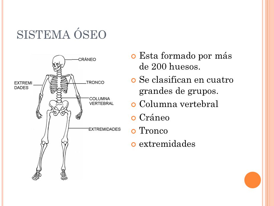 SISTEMA ÓSEO Esta formado por más de 200 huesos.