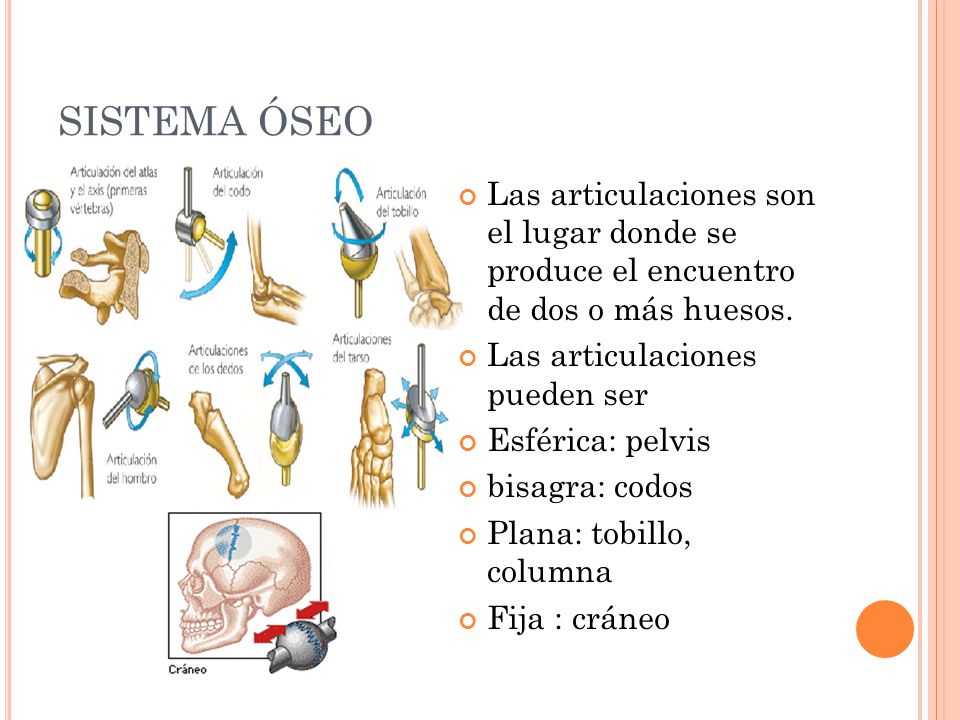 SISTEMA ÓSEO Las articulaciones son el lugar donde se produce el encuentro de dos o más huesos. Las articulaciones pueden ser.