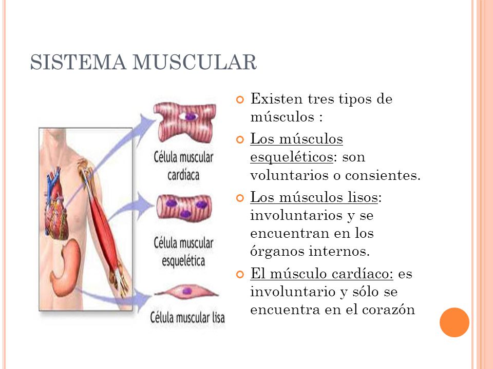 SISTEMA MUSCULAR Existen tres tipos de músculos :