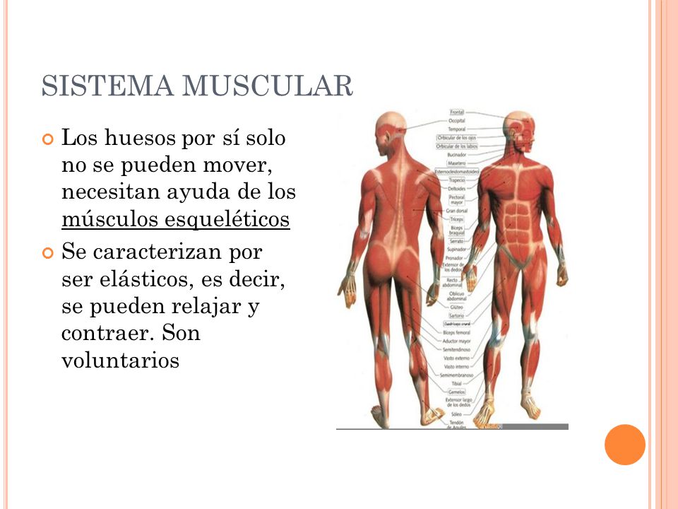 SISTEMA MUSCULAR Los huesos por sí solo no se pueden mover, necesitan ayuda de los músculos esqueléticos.