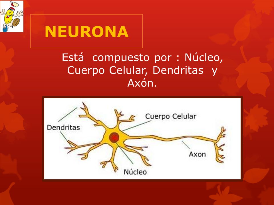 Está compuesto por : Núcleo, Cuerpo Celular, Dendritas y Axón.