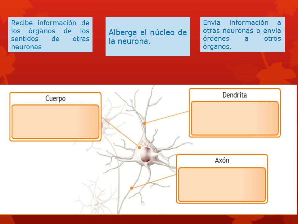 Alberga el núcleo de la neurona. Alberga el núcleo de la neurona.