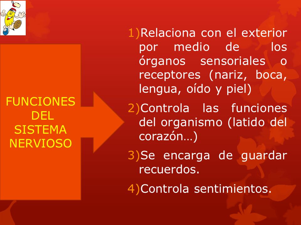 Relaciona con el exterior por medio de los órganos sensoriales o receptores (nariz, boca, lengua, oído y piel)