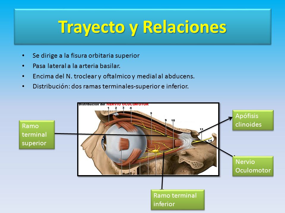 Trayecto y Relaciones Se dirige a la fisura orbitaria superior