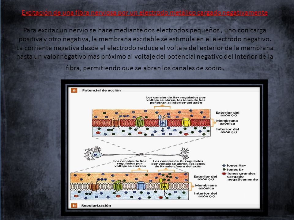 Excitación de una fibra nerviosa por un electrodo metálico cargado negativamente Para excitar un nervio se hace mediante dos electrodos pequeños , uno con carga positiva y otro negativa, la membrana excitable se estimula en el electrodo negativo.