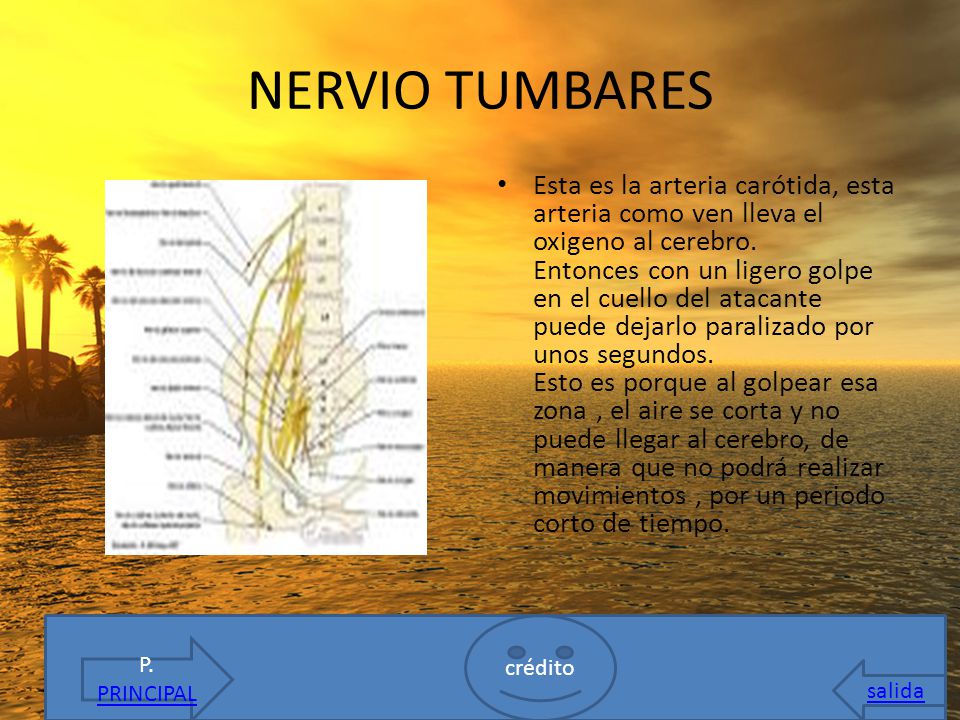 NERVIO TUMBARES