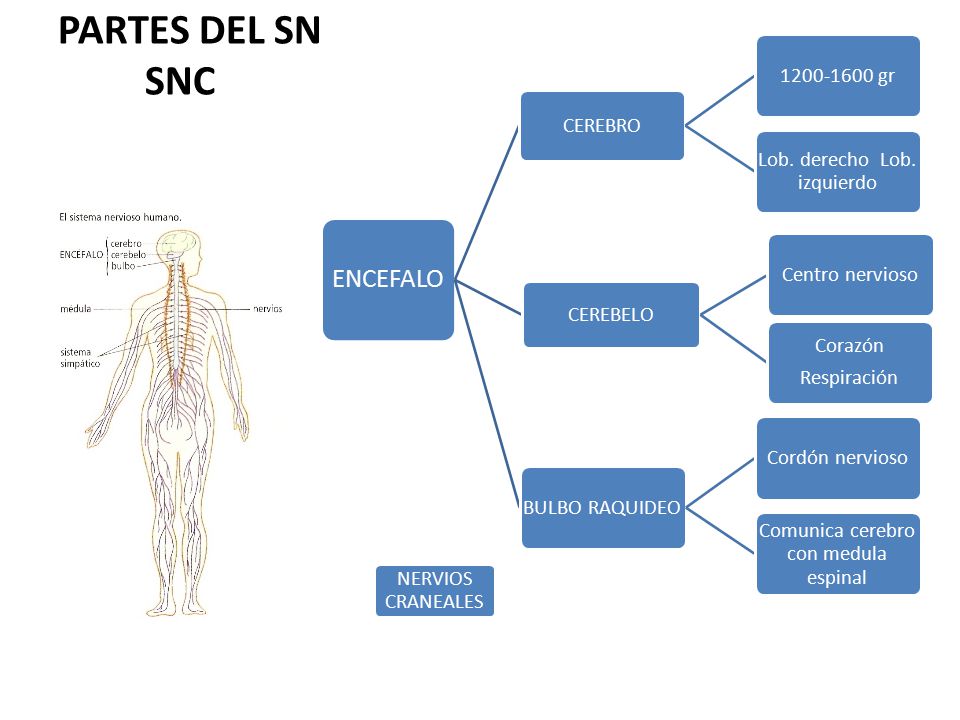 PARTES DEL SN SNC ENCEFALO BULBO RAQUIDEO NERVIOS CRANEALES CEREBRO