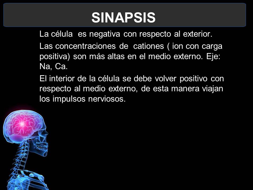 SINAPSIS La célula es negativa con respecto al exterior.